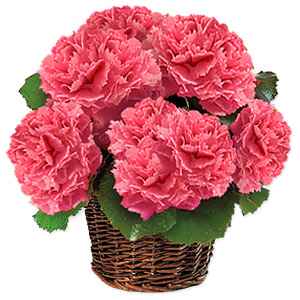 Kliknij aby powiększyć zdjęcie.