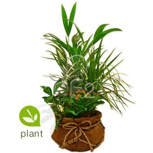 Kliknij aby powiększyć zdjęcie.