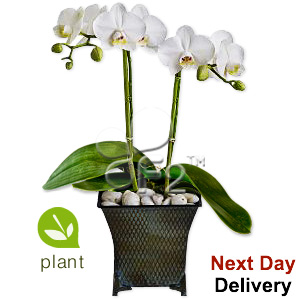 Kliknij aby powiększyć zdjęcie.