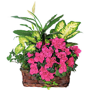 Kliknij aby powiększyć zdjęcie.